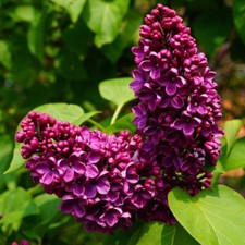 SYRINGA LILAC LUDWIG SPAETH PLANT, FRAGRANT SHRUB/TREE, WINE RED FLOWERS 2LT POT