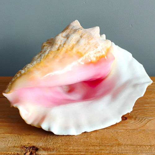 Large natural conch - natural, shell