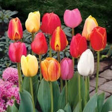10 20 50 100 Sparkle Mixed Tulip Bulbs Bright Spring Garden Colour