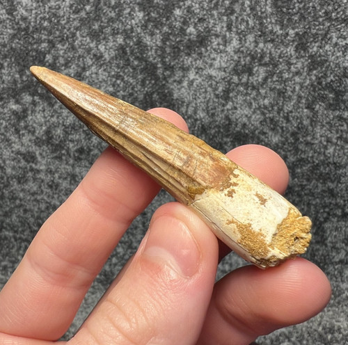 Spinosaurus dinosaur tooth - spinosaurus,