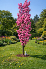 Patio prunus amanogawa - prunus,