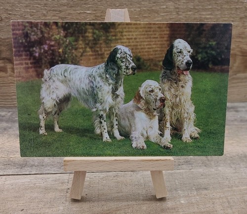 English setters dogs - english,