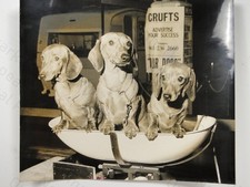 3 Miniature Dachshunds
