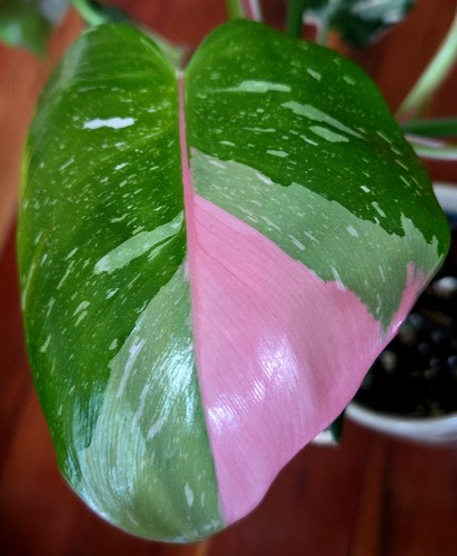 Rare philodendron white - philodendron,