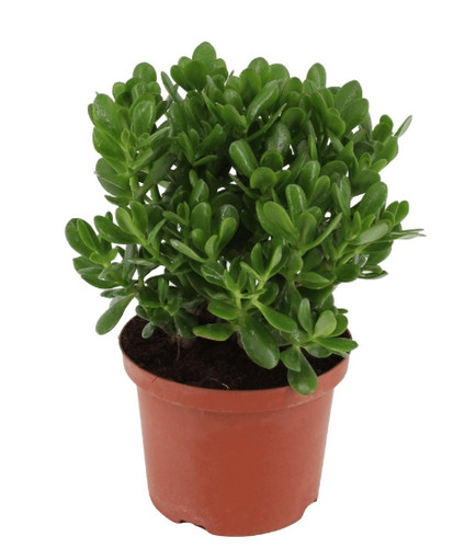 Crassula ovata green money - green,