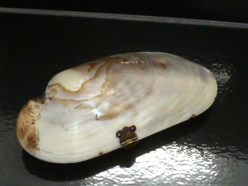 Antique clam shell - shell, bag