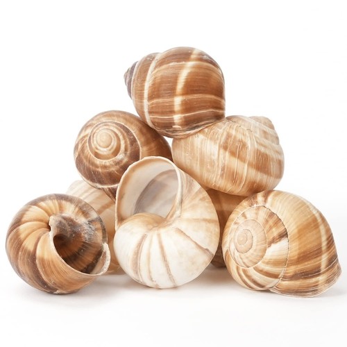 Escargot snail shells 12 - snail, (12