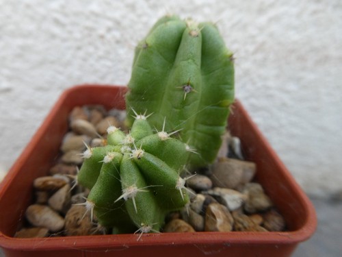 Echinocereus scheerii shown - echinocereus, scheerii,
