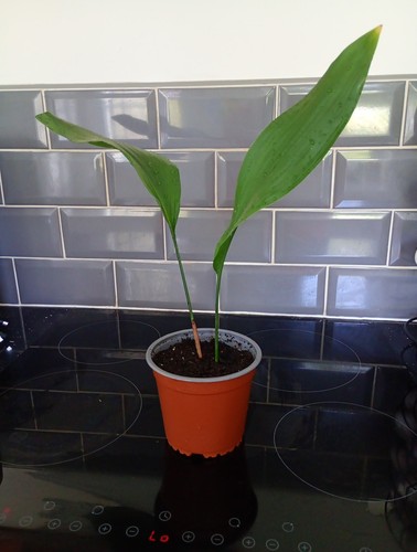 Aspidistra plant leaves 30 - 2,