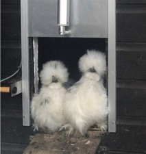 Mixed Colours Silkie USA  Eggs 6x????  ,,NOT LIVE ANIMAL’’ ??✅