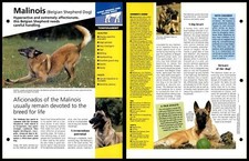 Malinois/Belgian Shepherd Dog Temperament Dogs Of The World Atlas Fact File Card