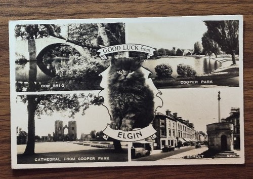 Elgin multi view black - multi-view, cat