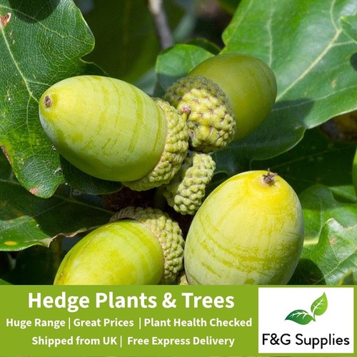 Sessile oak quercus bare root - oak,