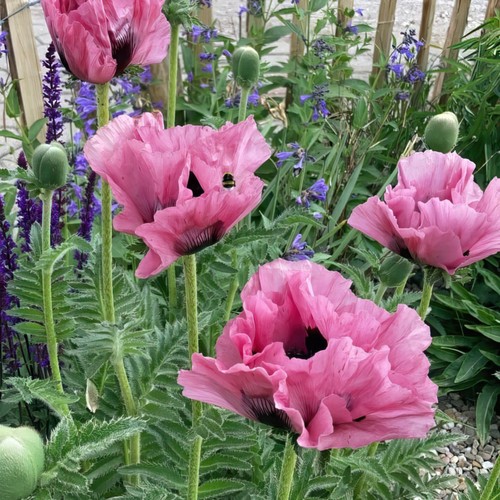 Papaver pink perfection - pink,