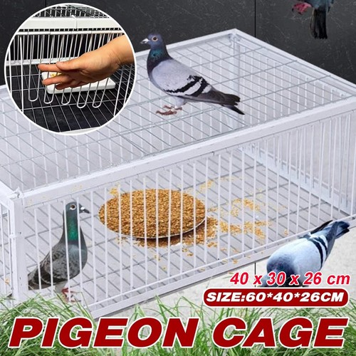 Pigeon trap cage - cage, way