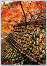 D306120 Kyoto in Fall Bamboo Fence of The Koetsuji Temple NBC Japan PM Akasaka 1
