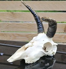 Amazing  Sheep Skull 2 horns