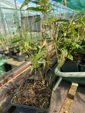 hardy bamboo (fargesia