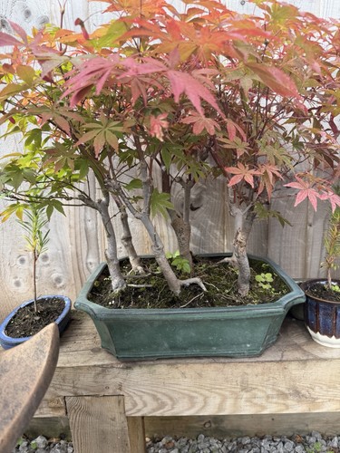 Japanese maple forest acer - maple,
