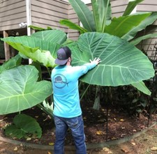Taro plant XXL (Colocasia esculenta) Corm like Gunnera Delivered to your door