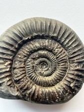 Dactylioceras SP Fossil