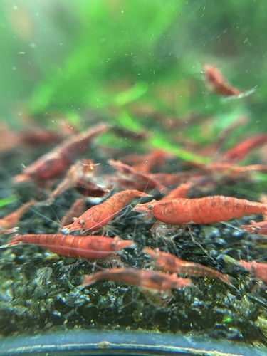Fire red cherry - doa),