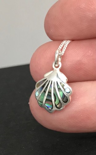 Small abalone paua - abalone,