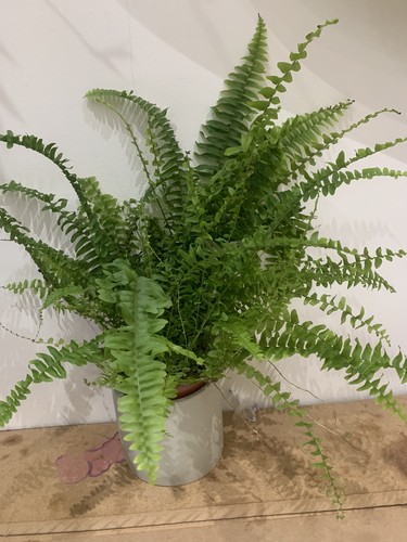 Boston fern nephrolepis - boston,
