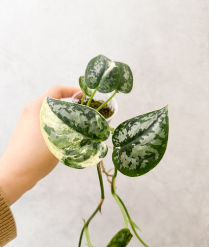 Variegated scindapsus - variegated,