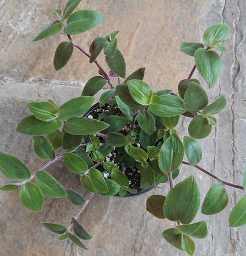 Tradescantia baby bunny - baby,