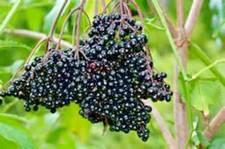 31+AMERICAN ELDERBERRY Seeds