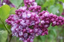 PURPLE LILAC- Syringa Vulgaris