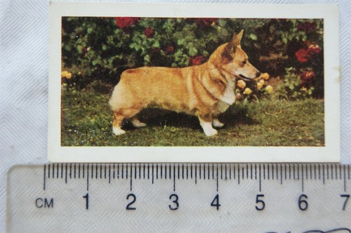 1961 hornimans tea dogs - 1961, 41