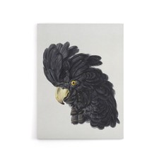 Head of a Black Cockatoo