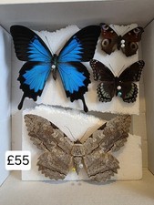 Box 4 Specimen Moth Entomology Taxidermy MIX GRADE