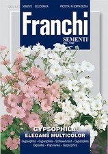 Franchi - FDBF_ 331-1 -