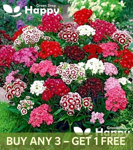 Sweet william flower mix - sweet,