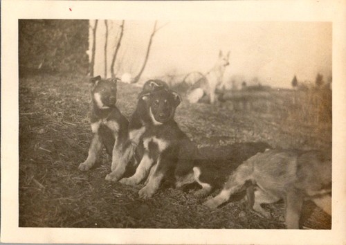 1950s german shepherd puppies - shepherd,