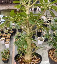  Pot 12cm Tall 40cm+ Dorstenia