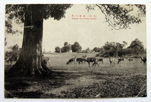 Vintage postcard deer in - vintage,