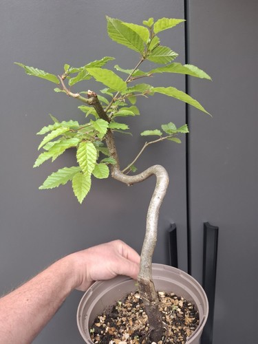 Part trained hornbeam bonsai - trained,