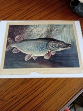 the pike by bernard venables 1962 print pub by angling prints,angling times