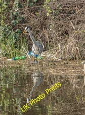 Photo 12x8 Heron, River Lee