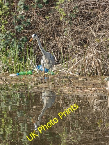 Photo 12x8 heron river lee - 12x8,