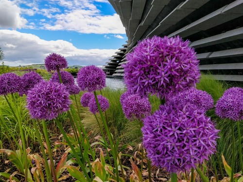 10x giant allium purple - 10x,