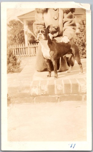 Vtg snapshot boston terrier - snapshot,