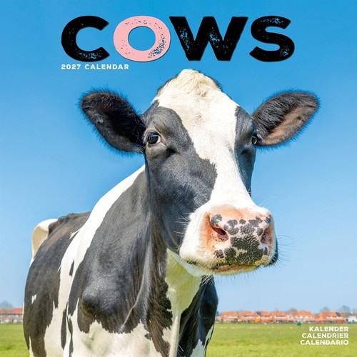 Cows calendar 2027 - 2027,, wall