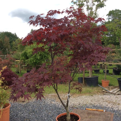 Acer palmatum bloodgood - acer,