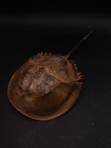 Large horseshoe crab - large, 11.5"