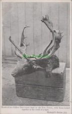 Hampshire Postcard - Heads of